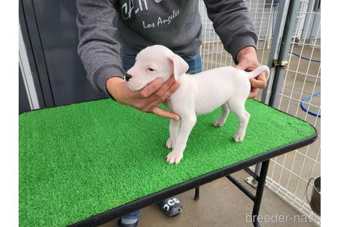 成約済の愛知県のその他の犬種-160917の2枚目